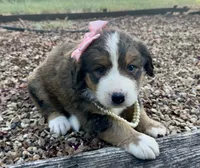 Ellie , a female Bernedoodle for sale in Porter, OK – 7 of 10