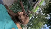 Penny, a female Labrador Retriever for sale in Porter, OK – 9 of 9