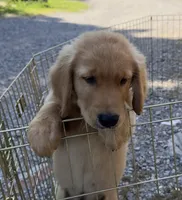 Remme, a male Golden Retriever for sale in Porter, OK – 3 of 4