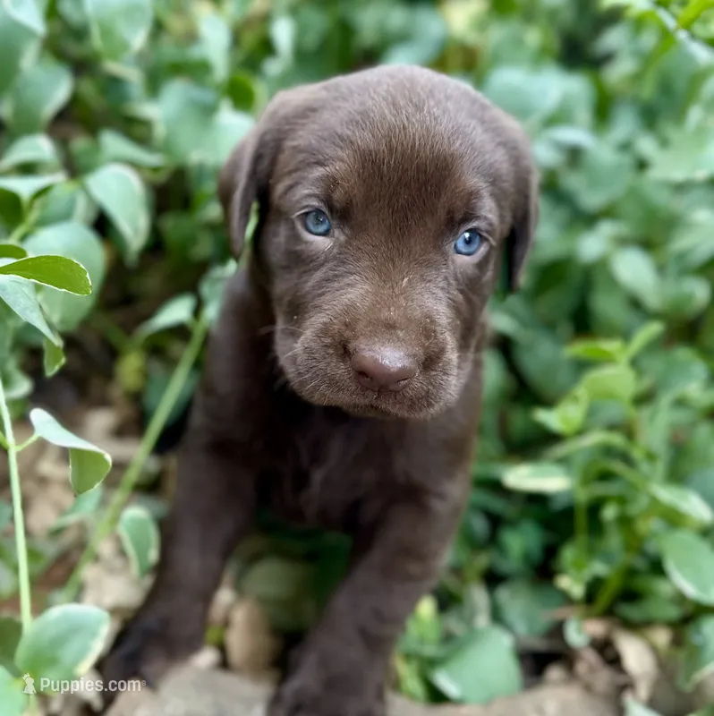 Reese – Labrador Retriever puppy for sale in Porter, OK