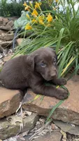 Fudge, a male Labrador Retriever for sale in Porter, OK – 4 of 4