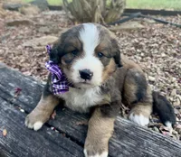 Hershey, a female Bernedoodle for sale in Porter, OK – 7 of 9