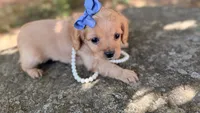 Mollu, a female Cavapoo for sale in Porter, OK – 2 of 5