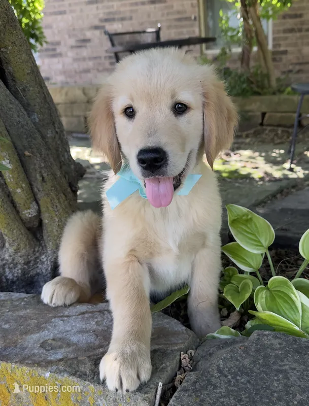 Scout – Golden Retriever puppy for sale in Porter, OK