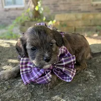 Finn, a male Cavapoo for sale in Porter, OK – 8 of 9