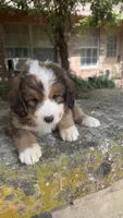 Rosie, a male Bernedoodle for sale in Porter, OK – 5 of 7