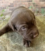 Boone , a male Labrador Retriever for sale in Porter, OK – 3 of 10