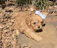 Peanut, a female Cavapoo for sale in Porter, OK – 5 of 7