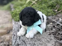 Elvis, a male Poodle - Standard  for sale in Porter, OK – 3 of 3
