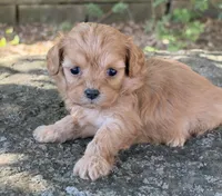 Peanut, a female Cavapoo for sale in Porter, OK – 5 of 8