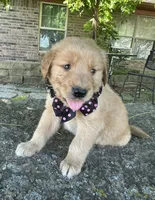Ruger, a male Golden Retriever for sale in Porter, OK – 4 of 4