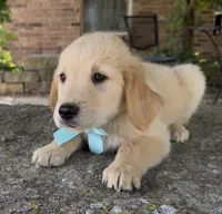 Scout, a male Golden Retriever for sale in Porter, OK – 3 of 6
