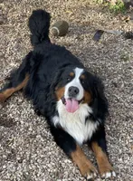 Hershey, a female Bernedoodle for sale in Porter, OK – 8 of 9