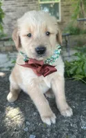 Ranger , a male Golden Retriever for sale in Porter, OK – 6 of 6