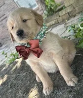 Ranger , a male Golden Retriever for sale in Porter, OK – 2 of 6