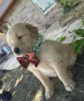 Ranger , a male Golden Retriever for sale in Porter, OK – 3 of 6