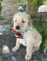 Ranger , a male Golden Retriever for sale in Porter, OK – 5 of 6