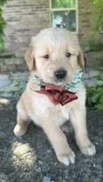 Ranger , a male Golden Retriever for sale in Porter, OK – 4 of 6