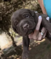 Boone , a male Labrador Retriever for sale in Porter, OK – 10 of 10