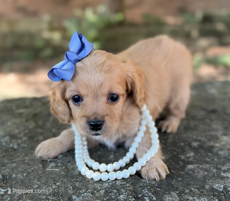 Mollu – Cavapoo puppy for sale in Porter, OK