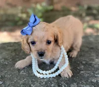 Mollu, a female Cavapoo for sale in Porter, OK – 1 of 5
