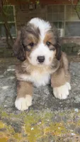 Rosie, a male Bernedoodle for sale in Porter, OK – 4 of 7