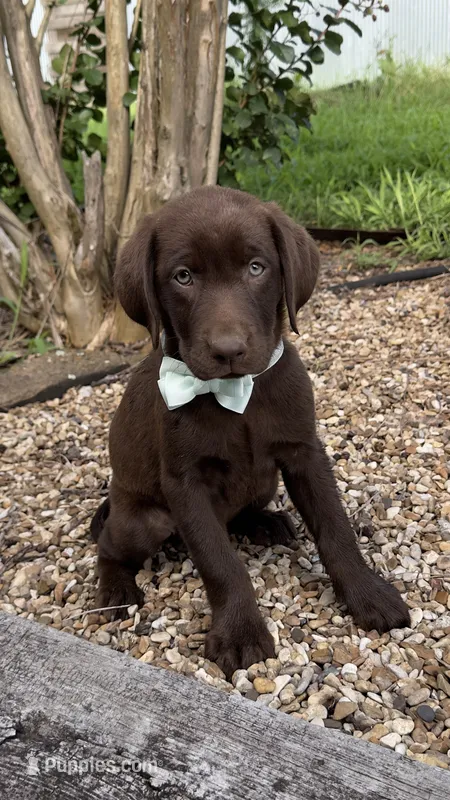 Gracie – Labrador Retriever puppy for sale in Porter, OK