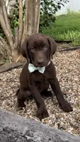 Gracie, a female Labrador Retriever for sale in Porter, OK – 2 of 6