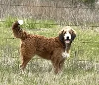 Rosie, a male Bernedoodle for sale in Porter, OK – 7 of 7
