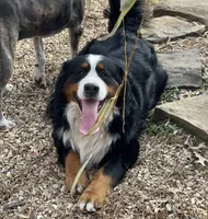 Ellie, a female Bernedoodle for sale in Porter, OK – 10 of 10