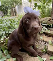 Abby, a female Labrador Retriever for sale in Porter, OK – 2 of 5