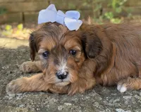 Coco, a female Cavapoo for sale in Porter, OK – 7 of 9