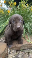 Doug, a male Labrador Retriever for sale in Porter, OK – 4 of 4