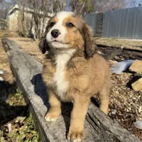 Rosie, a female Bernedoodle for sale in Porter, OK – Photo 4 of 6