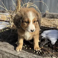 Rosie, a female Bernedoodle for sale in Porter, OK – Photo 6 of 6