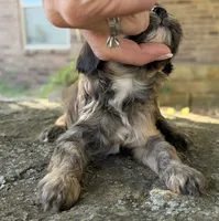 Finn, a male Cavapoo for sale in Porter, OK – 2 of 9