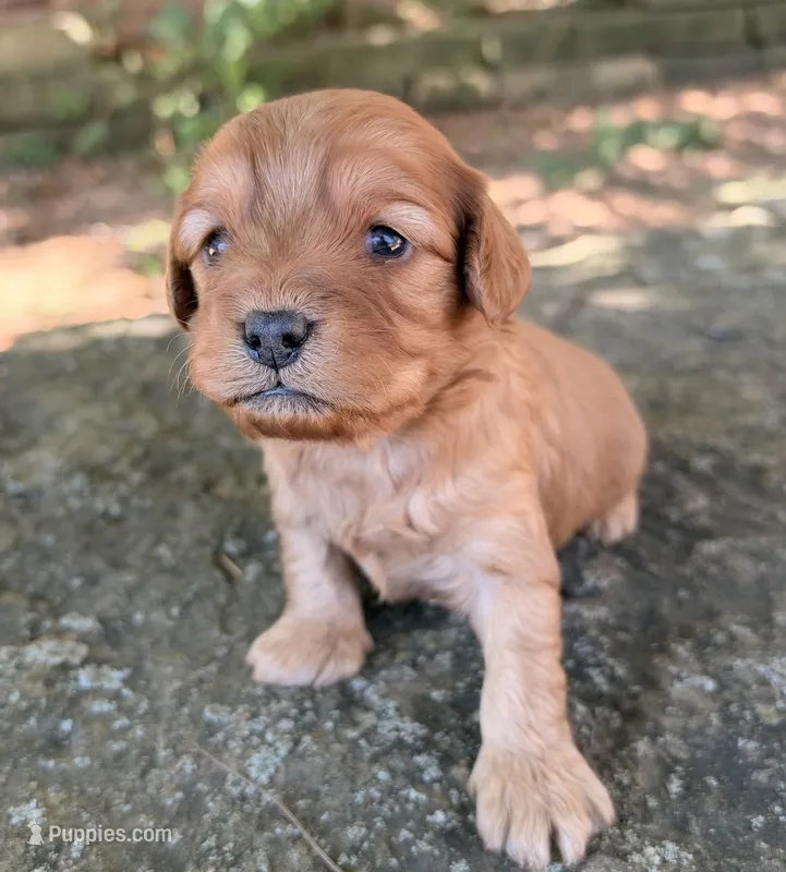 Milo – Cavapoo puppy for sale in Porter, OK