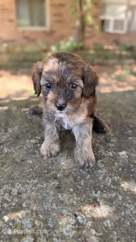 Finn – Cavapoo puppy for sale in Porter, OK