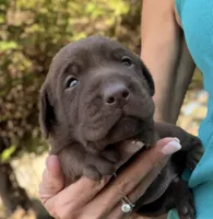 Goose, a female Labrador Retriever for sale in Porter, OK – 3 of 8