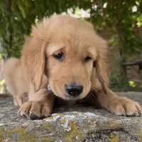 Buckshot, a male Golden Retriever for sale in Porter, OK – 4 of 4
