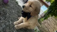 Ace, a male Golden Retriever for sale in Porter, OK – 6 of 6