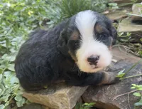 Bear, a male Bernedoodle for sale in Porter, OK – 1 of 8