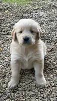 Moose, a male Golden Retriever for sale in Porter, OK – 3 of 3