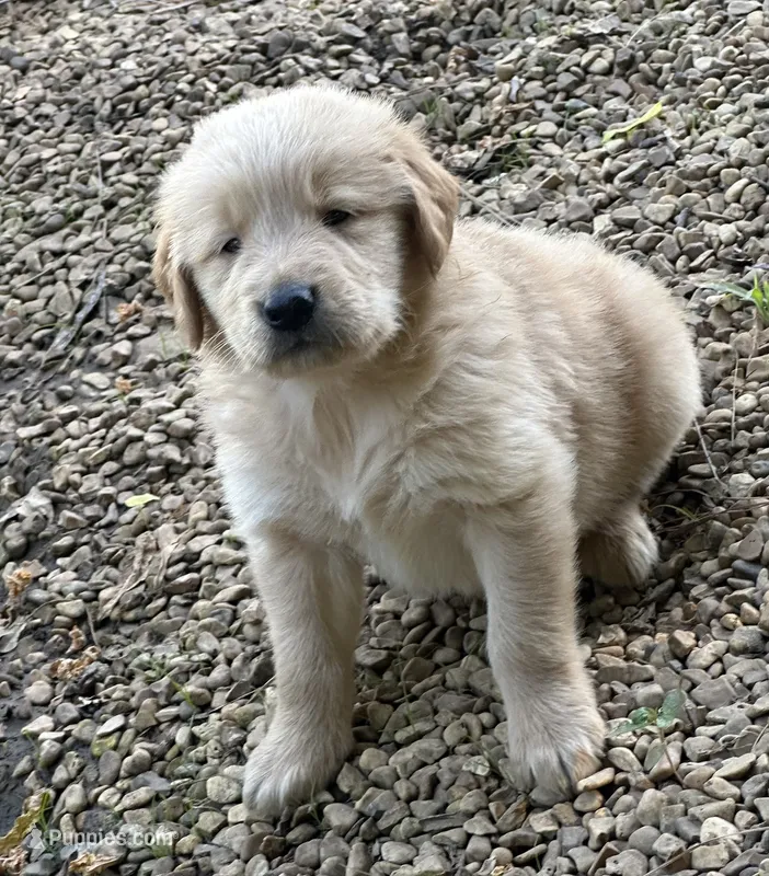 Moose – Golden Retriever puppy for sale in Porter, OK