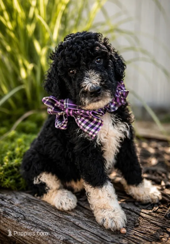 Elton  – Poodle - Standard  puppy for sale in Porter, OK
