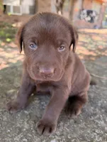 Ruger, a male Labrador Retriever for sale in Porter, OK – 6 of 9