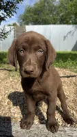 Cocoa, a female Labrador Retriever for sale in Porter, OK – 4 of 5