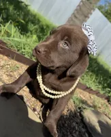 Cocoa, a female Labrador Retriever for sale in Porter, OK – 4 of 8