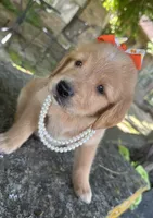 Cricket , a female Golden Retriever for sale in Porter, OK – 3 of 5