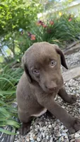 Penny, a female Labrador Retriever for sale in Porter, OK – 7 of 8